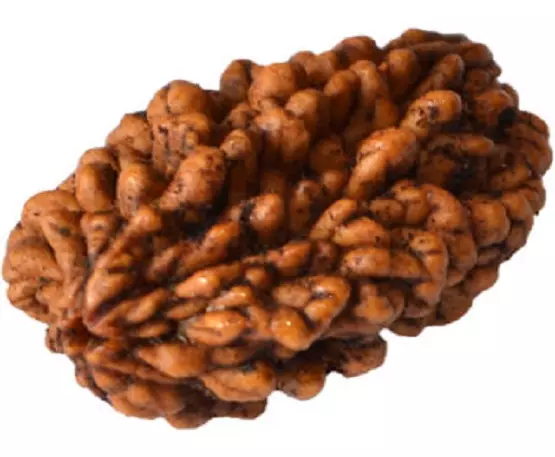 2 Mukhi Rudraksha