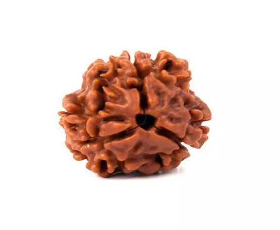 4-Mukhi-Rudraksh