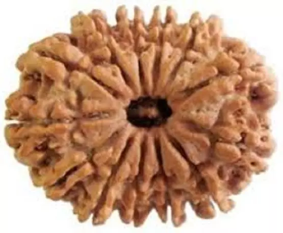 13-Mukhi-Rudraksh